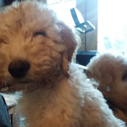 Goldendoodle puppies from Hamish's Pups