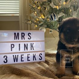 German Shepherd Puppies from Chico's German Shepherds