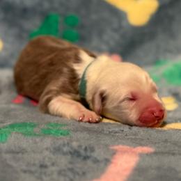 SCONE - Fawn and white male Sheepadoodle puppy in Riverside, California from Downtown Doodles & Frenchies