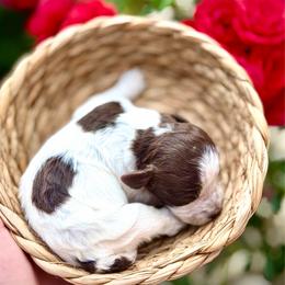 Margo - Off-white female Lagotto Romagnolo puppy in Barrington, Illinois from Lagotto Illinois