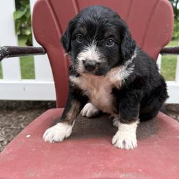 Bordoodle Puppies from Borders of Eby Eden