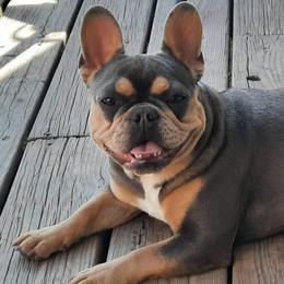 French Bulldogs from Peace Love frenchies