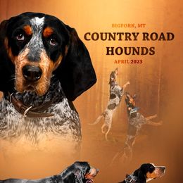 Bluetick Coonhounds and Dutch Shepherds from Guardian K9s