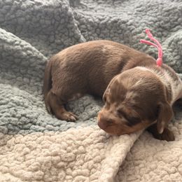 Pink girl - Dapple female Dachshund puppy in Victorville, California from Wirz’s Weenies