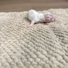 Cream piebald - Cream female Dachshund puppy in Crestview, Florida from Neverending Dachies