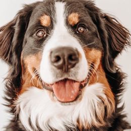 Bernese Mountain Dogs from Beesly’s Berner Babes