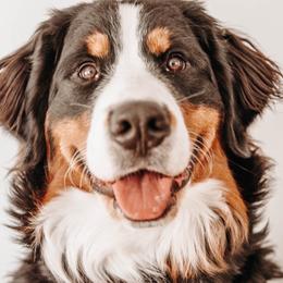 Bernese Mountain Dogs from Beesly’s Berner Babes
