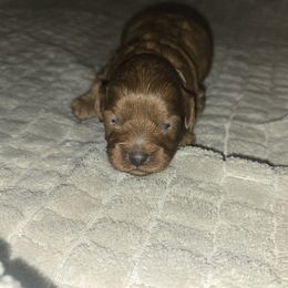 Lola - Red Cavapoo puppy in Dewey, Oklahoma from Lebel Cavapoos