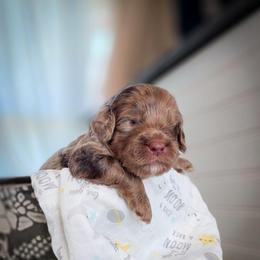 Clark - Merle male Goldendoodle puppy in Cleveland, Tennessee from Edgewater Doodles & Designer Pups