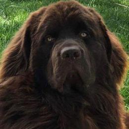 Grady - Brown male Newfoundland puppy in Burfordville, Missouri from Umfleet Farms