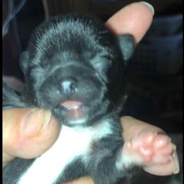 Christine McVie - Black female Chihuahua puppy in Amelia, Virginia from Pannell’s Precious Pups
