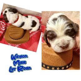 Waylon - Liver white and roan male English Springer Spaniel puppy in Madison, Indiana from McCollough's Pawsome Spaniels and Danny's Delightful Dachshunds