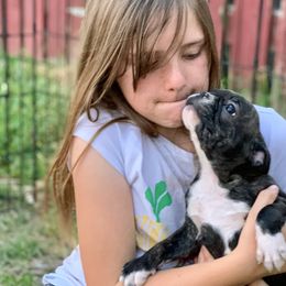 Boston Terrier, Companion Cross, and French Bulldog Puppies from High Plains French Bulldogs,Boston Terriers and Frenchtons.