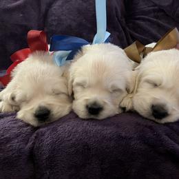 Boy 3 - male Golden Retriever puppy in Clinton, South Carolina from Happy Home English Cream Golden Retriever Breeders of SC