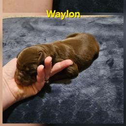 Waylon - Red and rust male Doberman Pinscher puppy in Mount Orab, Ohio from Heyne Kennels