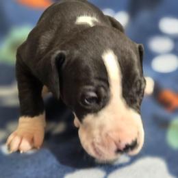 Mantle female A - Mantle female Great Dane puppy in Golconda, Illinois from Breken Great Danes