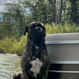 Groot - Bullmastiff
