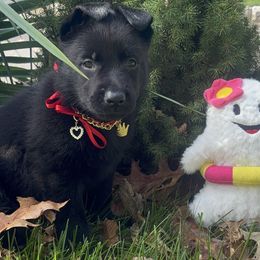 Red - Black seal female German Shepherd puppy in Morganville, New Jersey from Piotr's German Shepherd Dogs