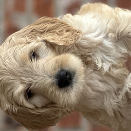 Girl 2 - Apricot Goldendoodle puppy in Walker, Louisiana from Southern Oaks Goldendoodles