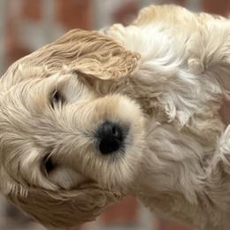 Girl 2 - Apricot Goldendoodle puppy in Walker, Louisiana from Southern Oaks Goldendoodles