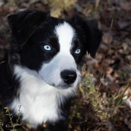 Marci - Black & white female Miniature Australian Shepherd puppy in Riverton, Utah from Iron Spirit Homestead & Aussies