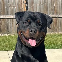 Quincy - Rottweiler
