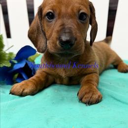 Dachshund puppies from Southbound Kennel