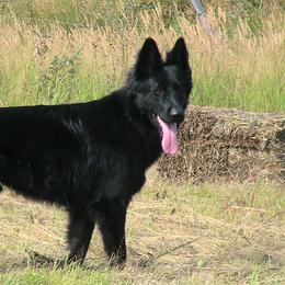Flynn - German Shepherd