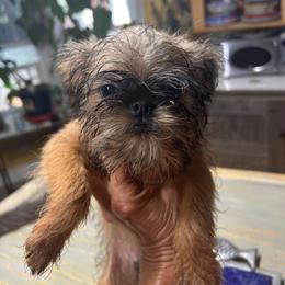 Beagle - Belge male Brussels Griffon puppy in Nocona, Texas from Alias I Am Brussels