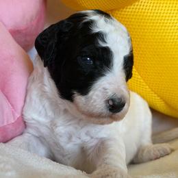 Cowgirl (Blk-Wh Parti) - Parti female Goldendoodle puppy in Toledo, Ohio from Avery Doodle Day LLC