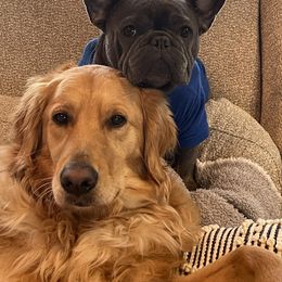 French Bulldog Puppies from Flat Face French Bulldogs