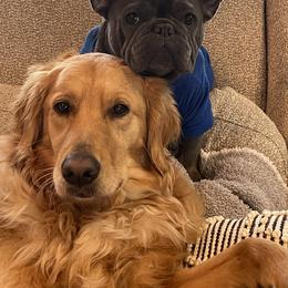 French Bulldog Puppies from Flat Face French Bulldogs