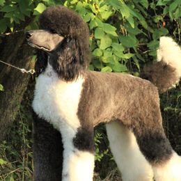 Liebe (Leebah) - Poodle