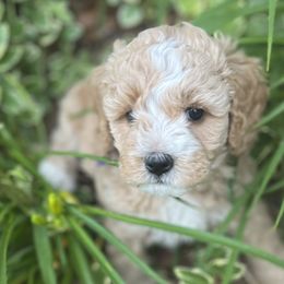 Girl 4 - Apricot Goldendoodle puppy in Winston Salem, North Carolina from Summer Breeze Doodles
