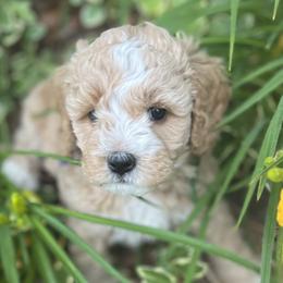 Girl 4 - Apricot Goldendoodle puppy in Winston Salem, North Carolina from Summer Breeze Doodles