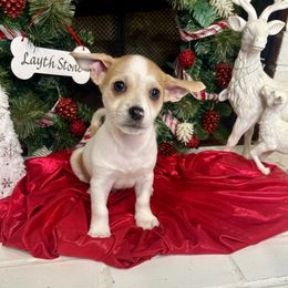 Aramis - Sable spotted white male Chihuahua puppy in Winston Salem, North Carolina from LaythStone