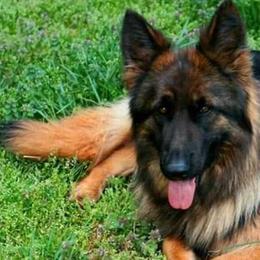 Kaia - German Shepherd