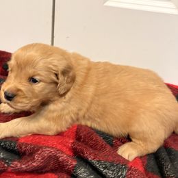 Dasher - Golden male Golden Retriever puppy in Seville, Ohio from Retriever Ranch