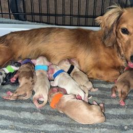 MWF4 - Black and tan female Dachshund puppy in Carthage, Texas from Rafter C Ranch Doxies