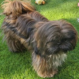 Peanut - Shih Tzu