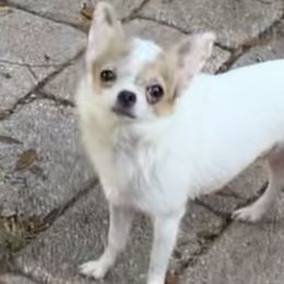 Love - Chihuahua