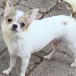 Love - Chihuahua