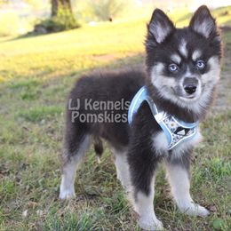 Eleanor - Black female Pomsky puppy in Centerville, Iowa from LJ Kennels Pomskies, LLC