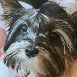 Lala - Biewer Terrier
