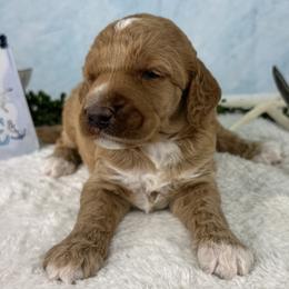 Treibholz - Driftwood - Red  male Poodle puppy in Middlebourne, West Virginia from El Silencio Standard Poodles