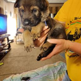 German Shepherd Puppies from Brown PND German Shepherds