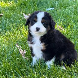 Rosemary - Black tri female Miniature Australian Shepherd puppy in Blackfoot, Idaho from Bellewynd Acres