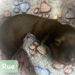 Dachshund Puppies from The Weenery