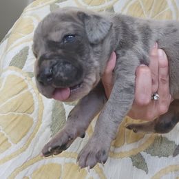 Birdie - Merle female Great Dane puppy in Grass Lake, Michigan from Harrison Danes