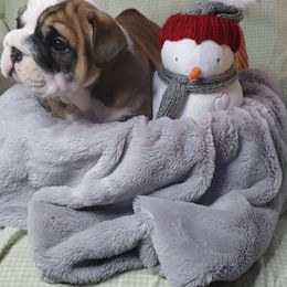 Bulldog Puppies from Illinois Bullies Kennel